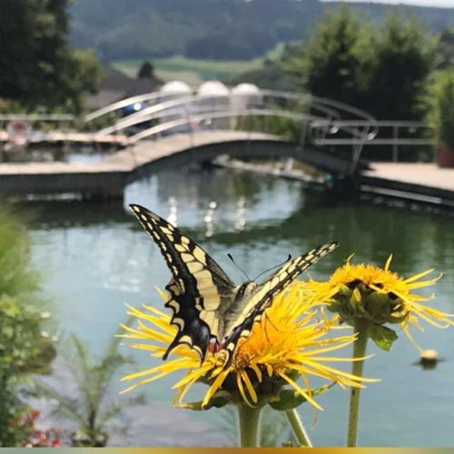 Schmetterling Naturbad